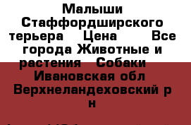 Малыши Стаффордширского терьера  › Цена ­ 1 - Все города Животные и растения » Собаки   . Ивановская обл.,Верхнеландеховский р-н
